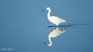 Little Egret