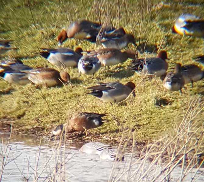 Euro Wigeon x Northern Shoveler 2.jpg