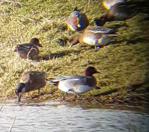 Euro Wigeon x Northern Shoveler